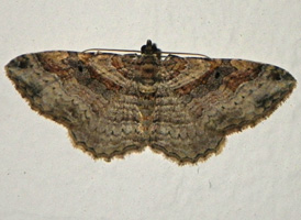 Bent-line Carpet